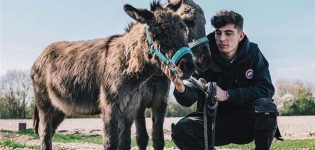 هافيرتز: بعض زملائي في تشيلسي ينادونني بـالحمار.. والناس يعتقدون أنني ميسي